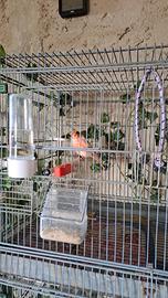 Canarina Arlecchino portoghese