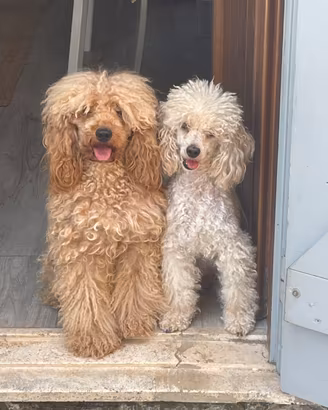 Cucciolo barboncino
