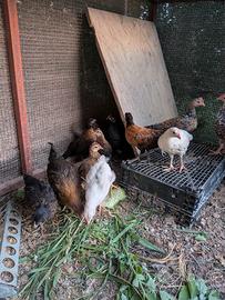 Galli e galline nane
