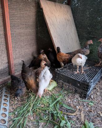 Galli e galline nane