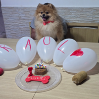 Spitz di Pomeriana per accoppiamento