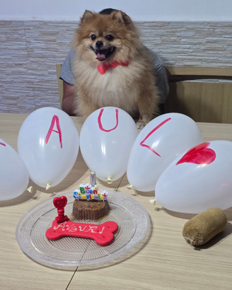 Spitz di Pomeriana per accoppiamento