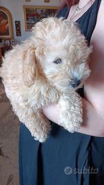 Ultimo cucciolo di barboncino nano