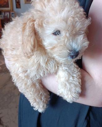 Ultimo cucciolo di barboncino nano