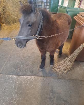 Pony