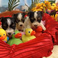 Yorkshire di Tre Colori=Biewer Yorkshire Terrier