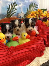 Yorkshire di Tre Colori=Biewer Yorkshire Terrier