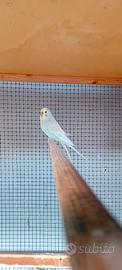 Cocorite/parrrocchtti ondulati