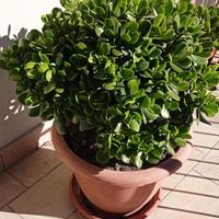 Albero di Giada succulenta