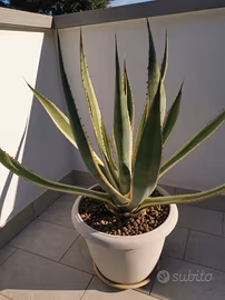 agave in vaso