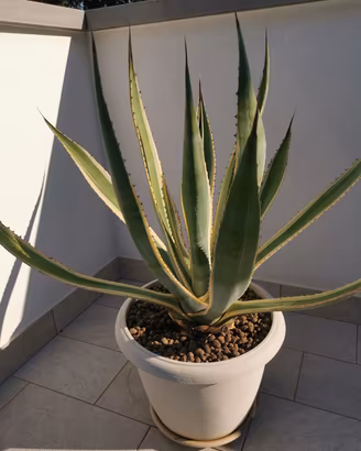 agave in vaso