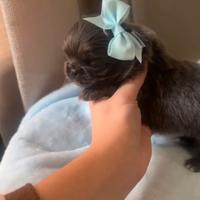 Chihuahua con pedigree