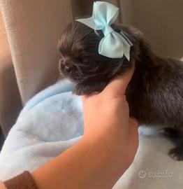 Chihuahua con pedigree