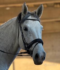 Cavallo Sella Italiano