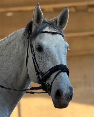 Cavallo Sella Italiano