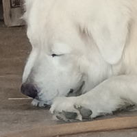 Disponibili cuccioli pastore abruzzese