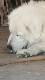 Disponibili cuccioli pastore abruzzese