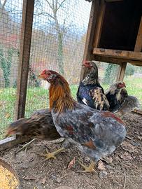 Araucana selvatica collo oro