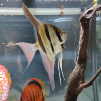 Altum rio inirida (15cm corpo)