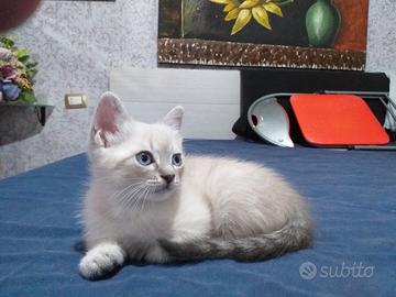 Splendidi gattini
