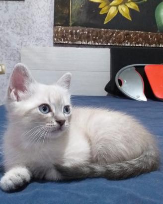 Splendidi gattini