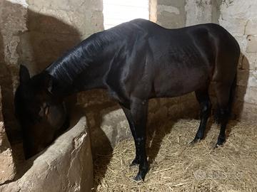 Cavallo purosangue inglese