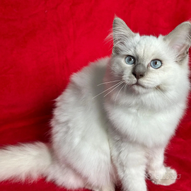 Cucciolo di Ragdoll Blue Zodiac Romeo