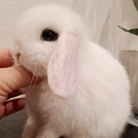 Meraviglioso esemplare mini bianco occhi blu