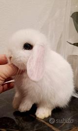 Meraviglioso esemplare mini bianco occhi blu