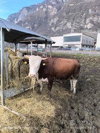 Toro pezzato rosso puro