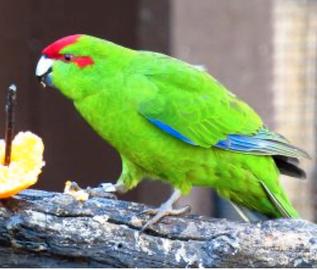 Kakariki Reggio Calabria