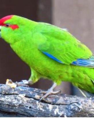 Kakariki Reggio Calabria