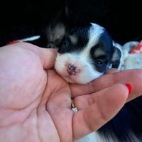 Cuccioli di chihuahua