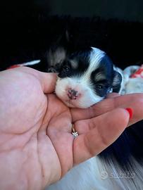 Cuccioli di chihuahua