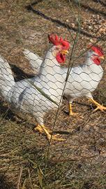 Galli Livornese bianco