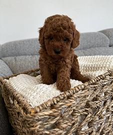 Maschietti mini e Toy di tre mesi