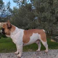 Bulldog Francese femmina