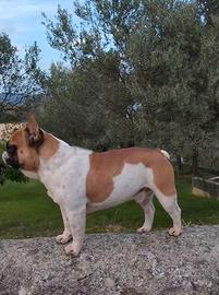 Bulldog Francese femmina