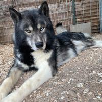Siberian Husky Agouti