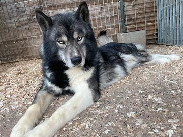 Siberian Husky Agouti