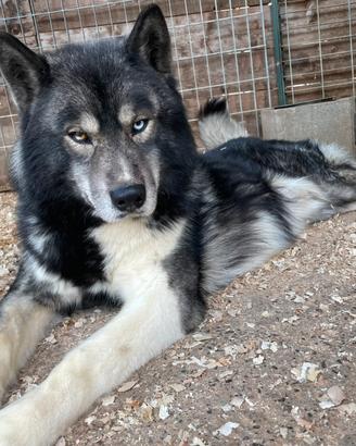 Siberian Husky Agouti