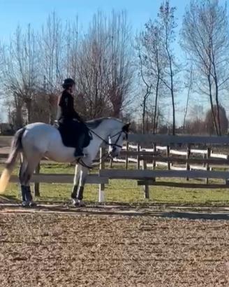 CAVALLO PRE PUROSANGUE SPAGNOLO YEGUADA CANDAU