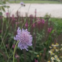 Semi di Scabiosa Triandra