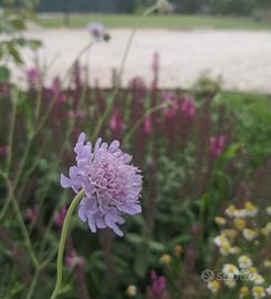 Semi di Scabiosa Triandra