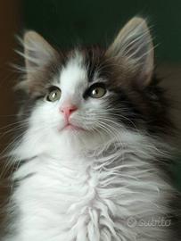 Cucciola norvegese delle foreste