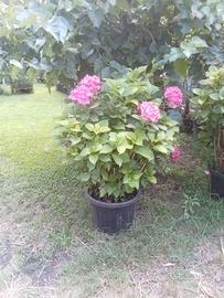 pianta di ortensia