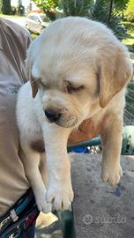 Labrador miele con pedigree