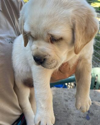 Labrador miele con pedigree