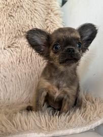 Chihuahua femmina