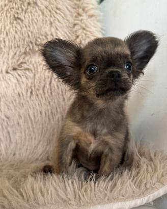 Chihuahua femmina